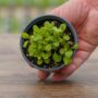 Lettuce – Wildfire Mix – 4″ Pot